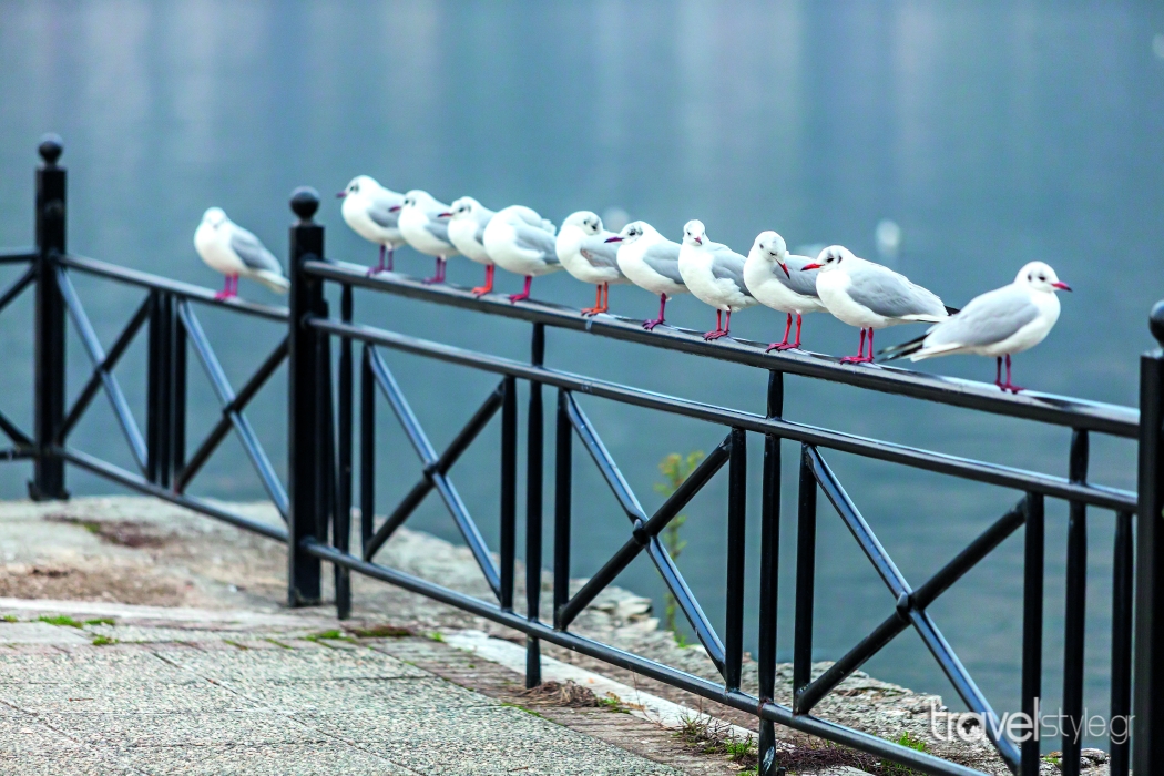 ioannina