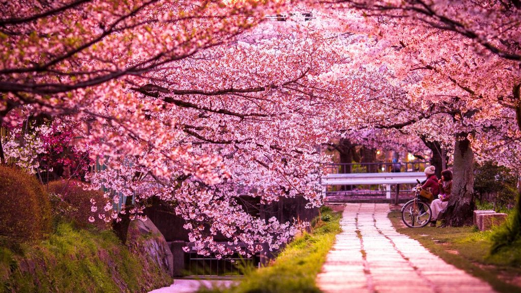 Κιότο Ιαπωνία ανθισμένες αμυγδαλιές