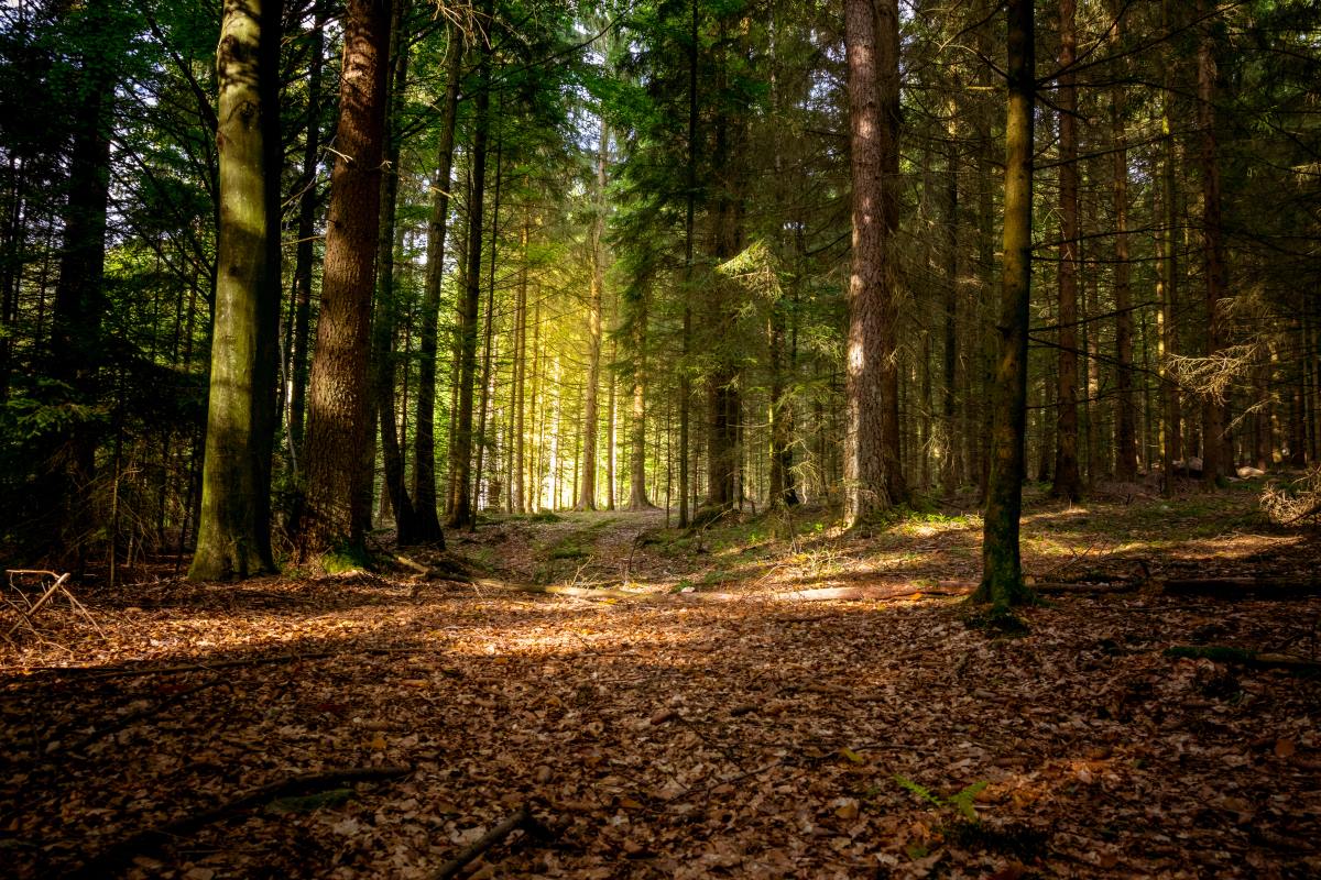 Bavarian forest  Γερμανία 