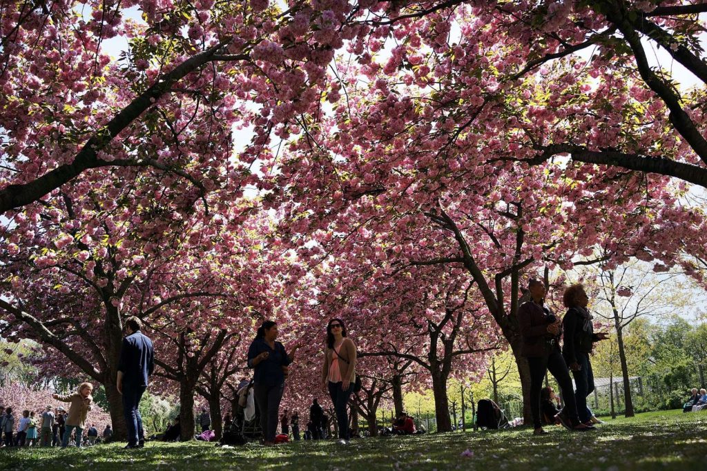 Υπέροχες ανοιξιάτικες εικόνες με ανθισμένες κερασιές από όλο τον κόσμο