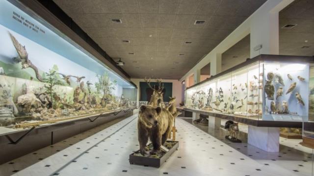 Μουσεία Αθήνα: Μουσείο Γουλανδρή Φυσικής Ιστορίας