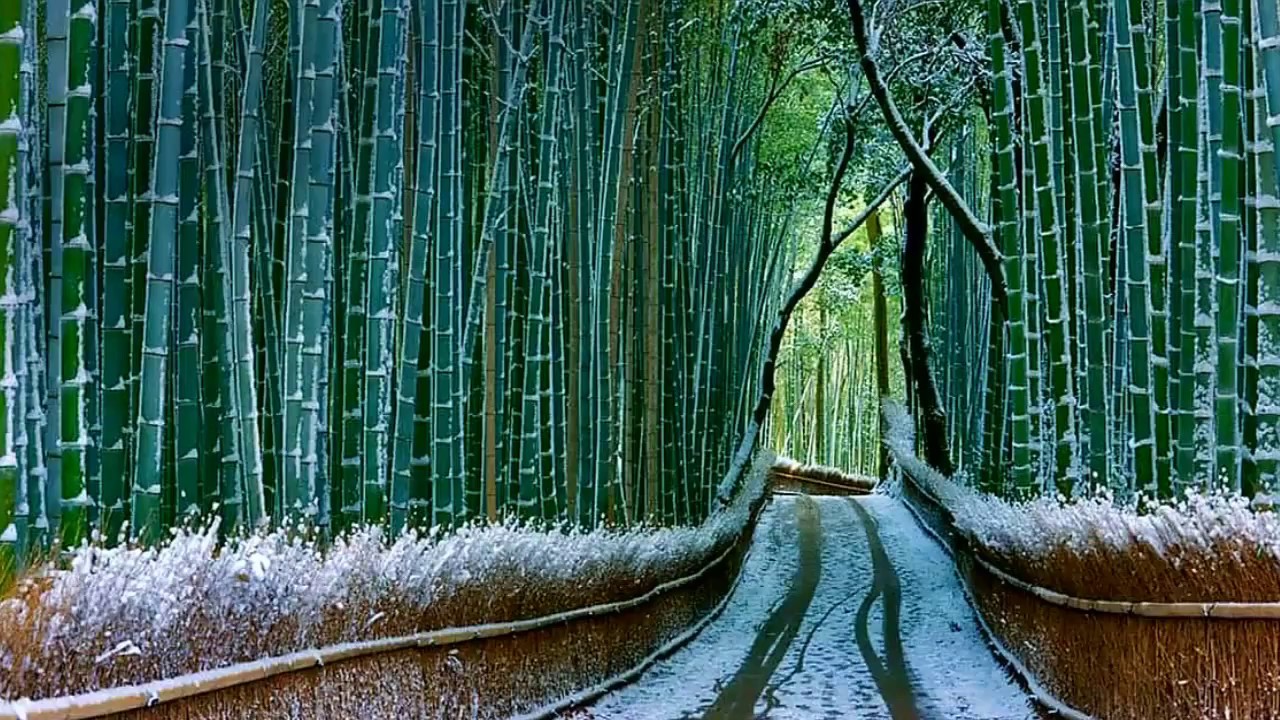 Το Δάσος των Μπαµπού στην Ιαπωνία, ένα από τα πιο εντυπωσιακά στον κόσμο