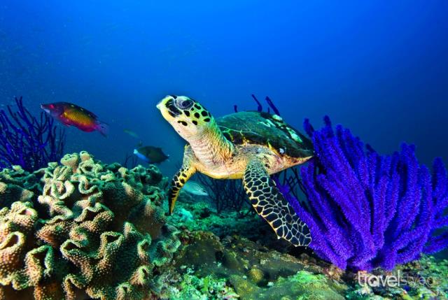 Θαλάσσιες χελώνες στο Ομάν
