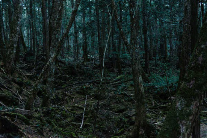 Aokigahara, Ιαπωνία τρομακτικά δάση
