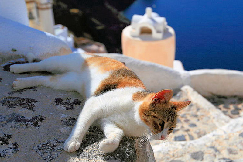 ξαπλωμένη γάτα σε πεζούλι στη Σαντορίνη