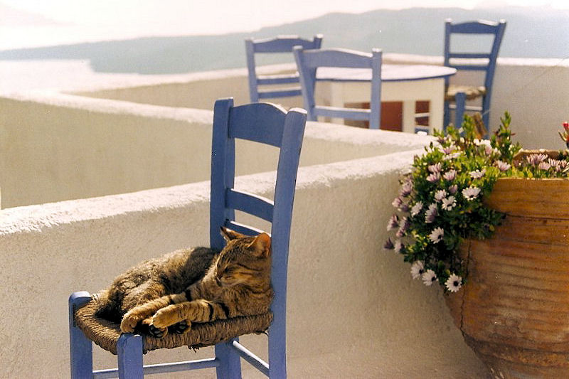 γάτα ξαπλωμένη σε καρέκλα
