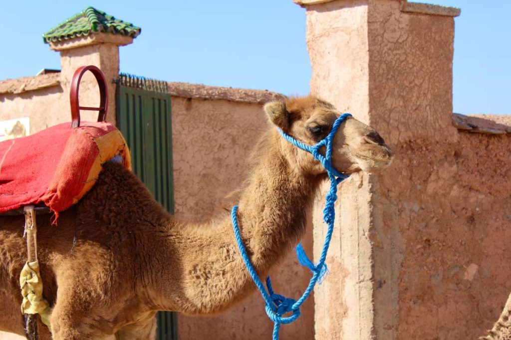 καμήλα Μαρόκο