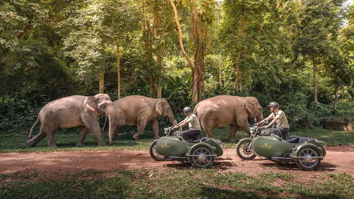 anantara resort δάσος ελέφαντες επισκέπτες