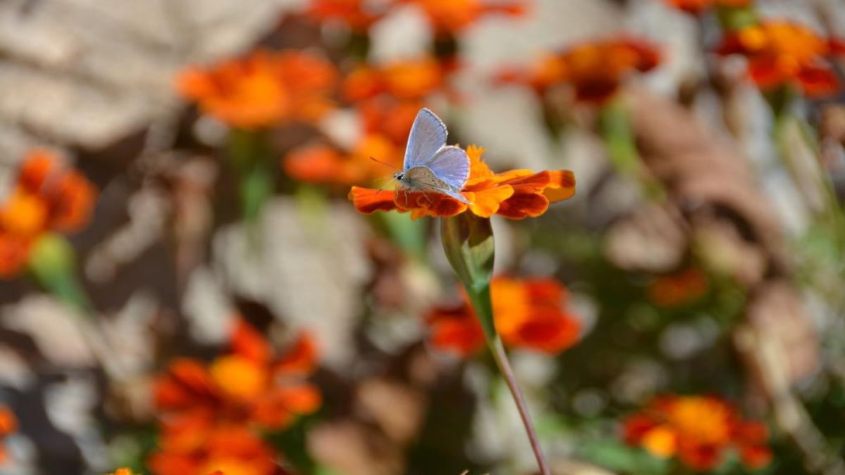 πεταλούδα σε λουλούδι, Στεμνίτσα