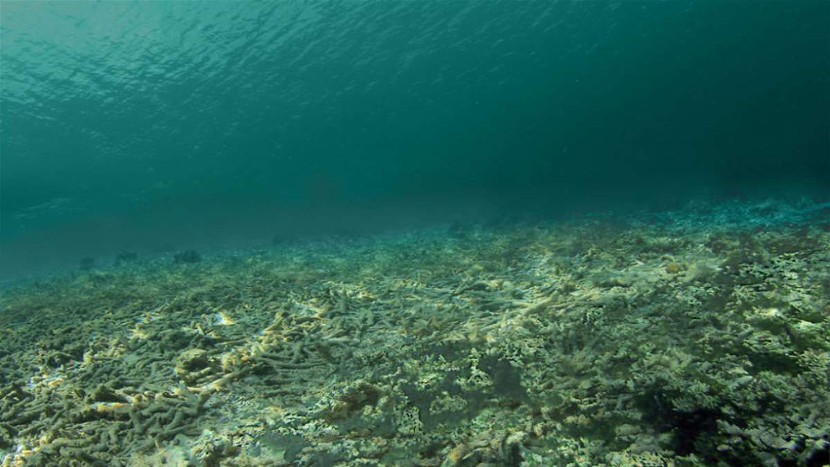 κοραλλιογενής ύφαλος μετά την κλιματική αλλαγή