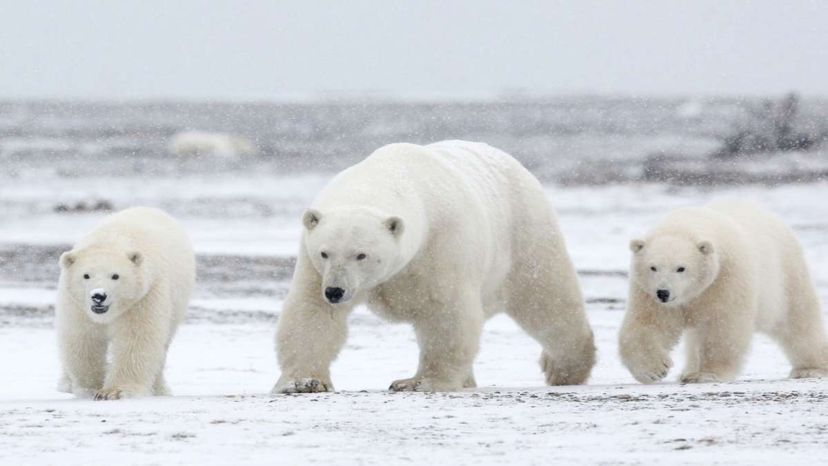πολική αρκούδα χιόνια
