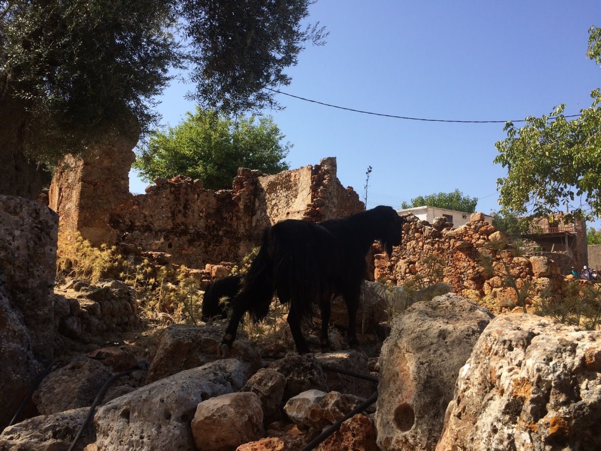 Αράδαινα Σφακίων πέτρινα γκρεμισμένα σπίτια κατσίκα