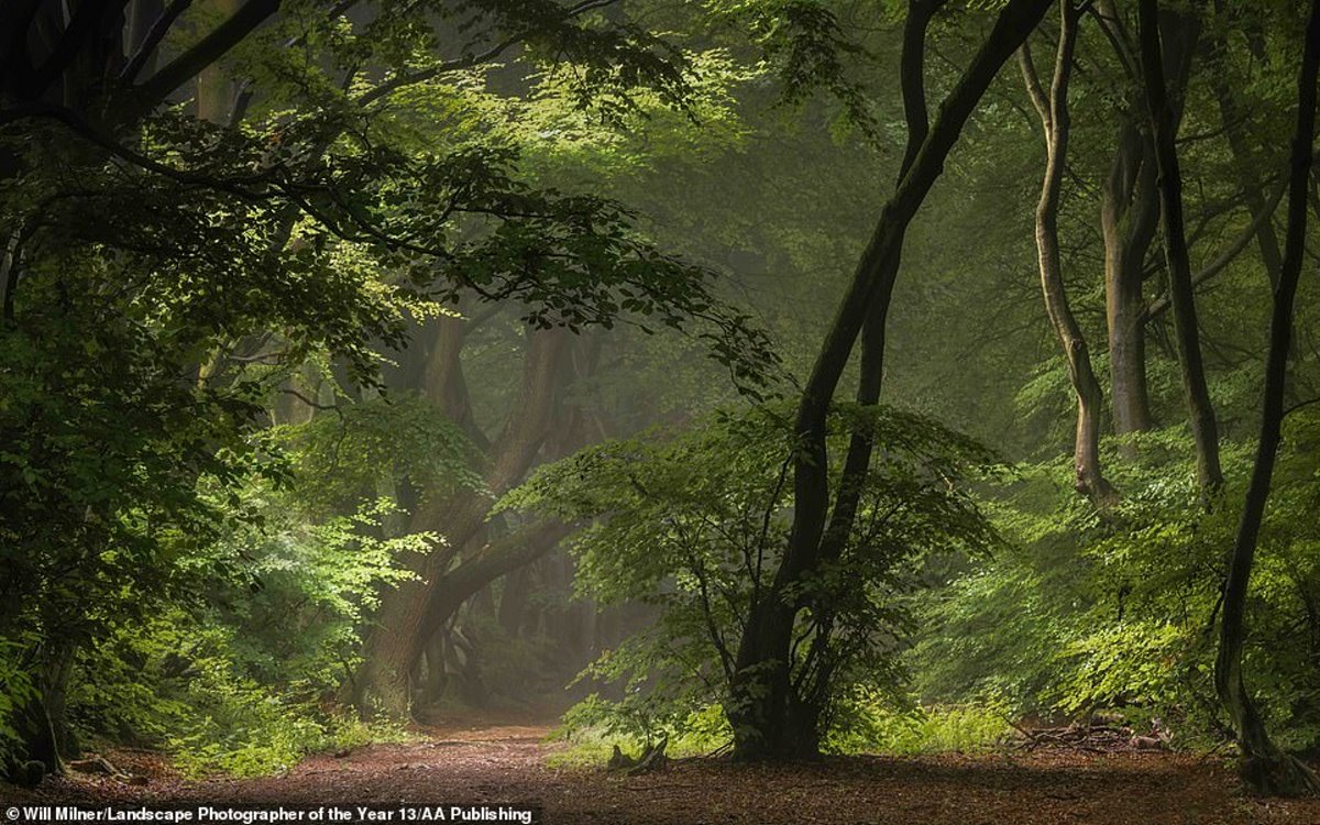 φωτογραφία φύση διαγωνισμός καταπράσινο δάσος