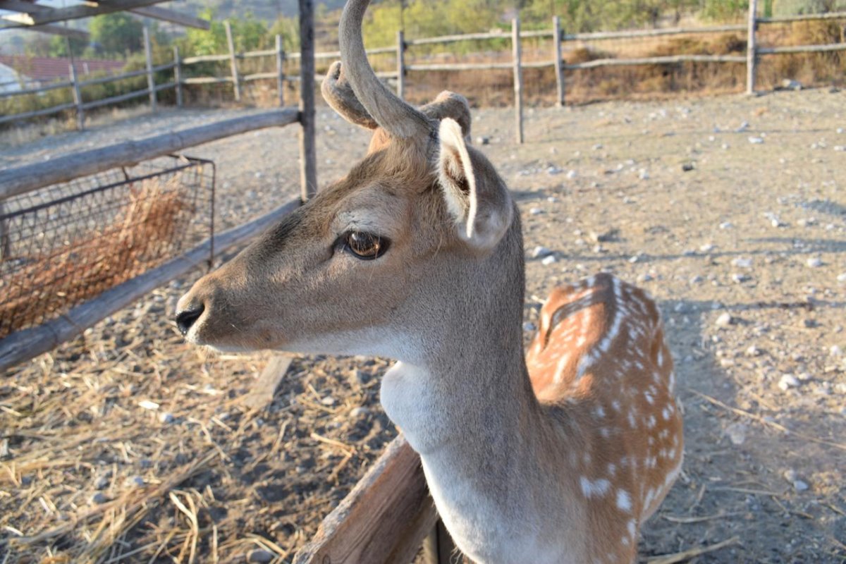 Lasinthos Eco Park Λασίθι φάρμα με ζώα και ελάφια
