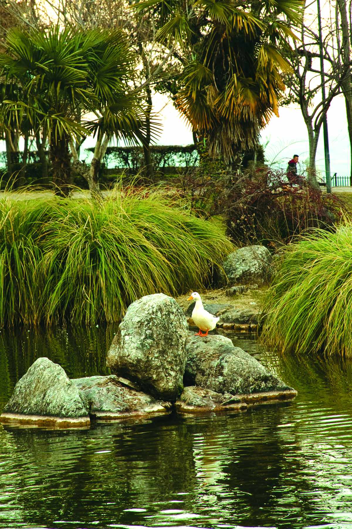 Πάπια στη λίμνη του πάρκου του Αγίου Νικολάου