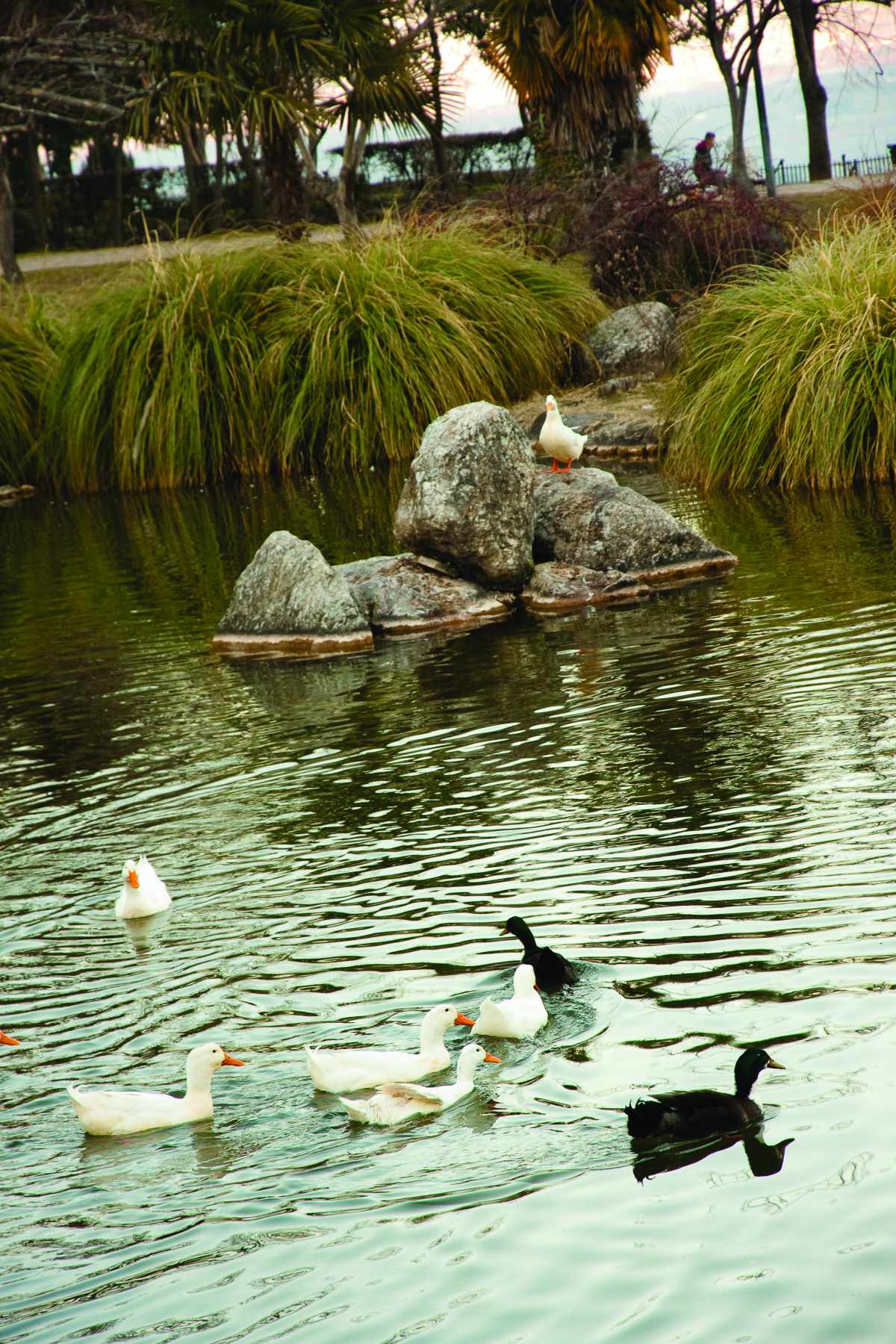 Πάρκο Αγίου Νικολάου, πάπιες στη λίμνη