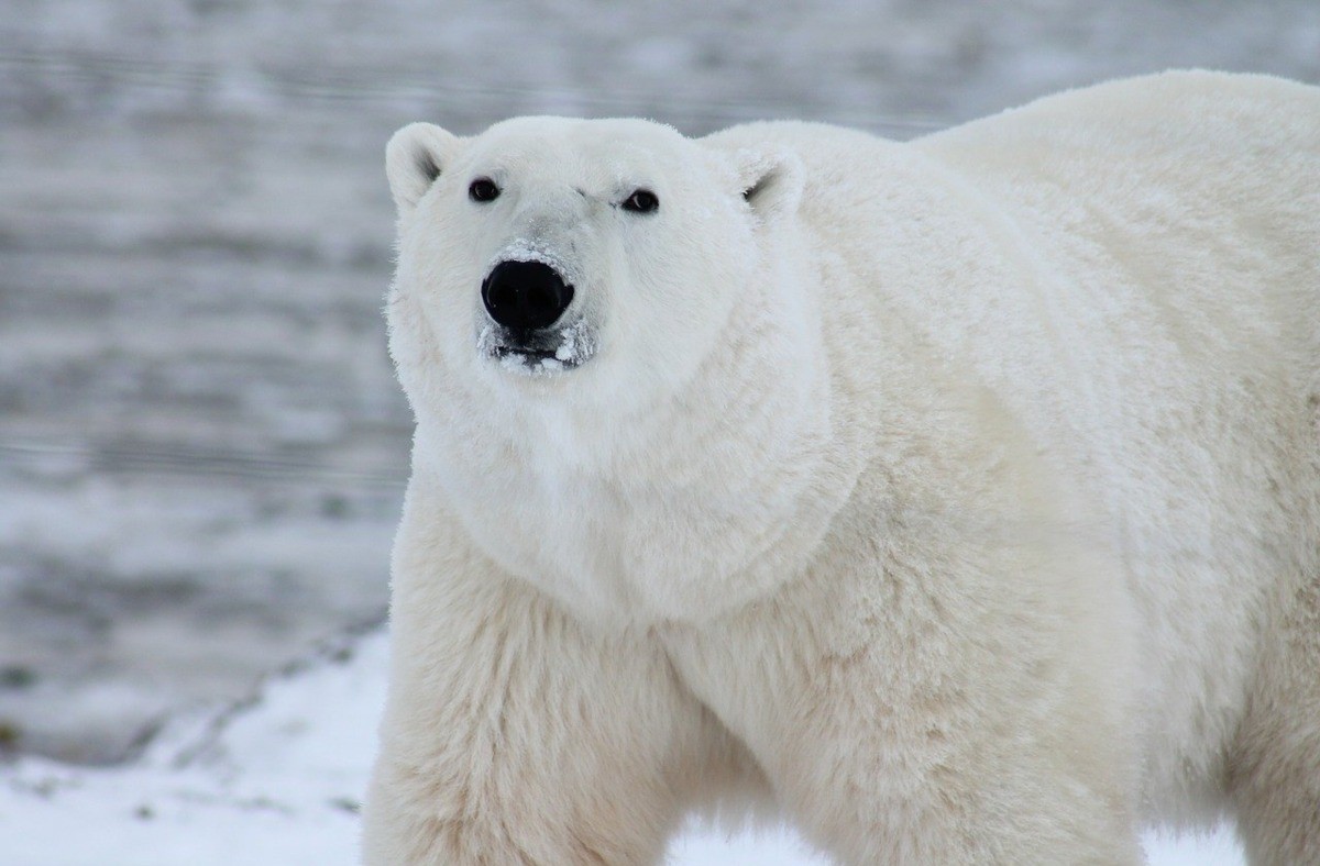 Πολική αρκούδα, Αρκτική