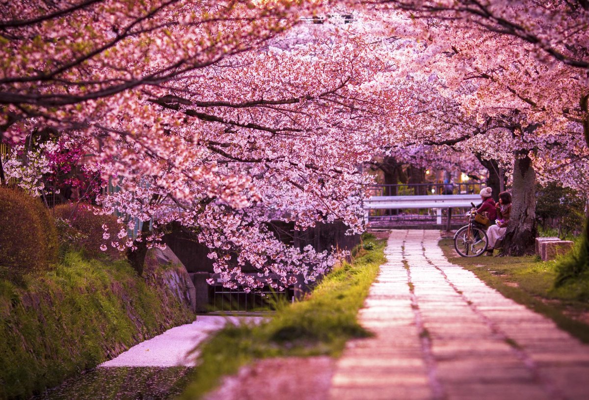 Διάσημοι δρόμοι στον κόσμο Κιότο ανθισμένες κερασιές