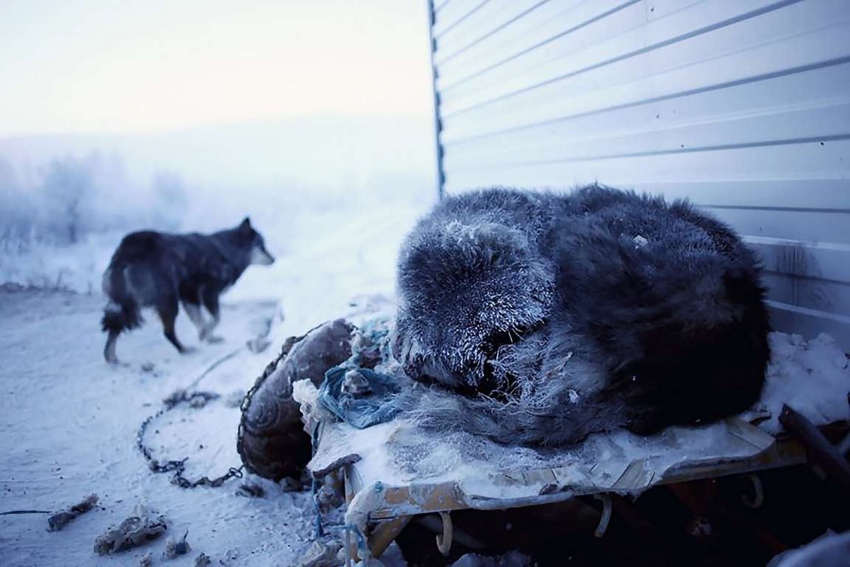 Oymyakon η πιο κρύα πόλη στον κόσμο με τα ζώα να παγώνουν στους δρόμους