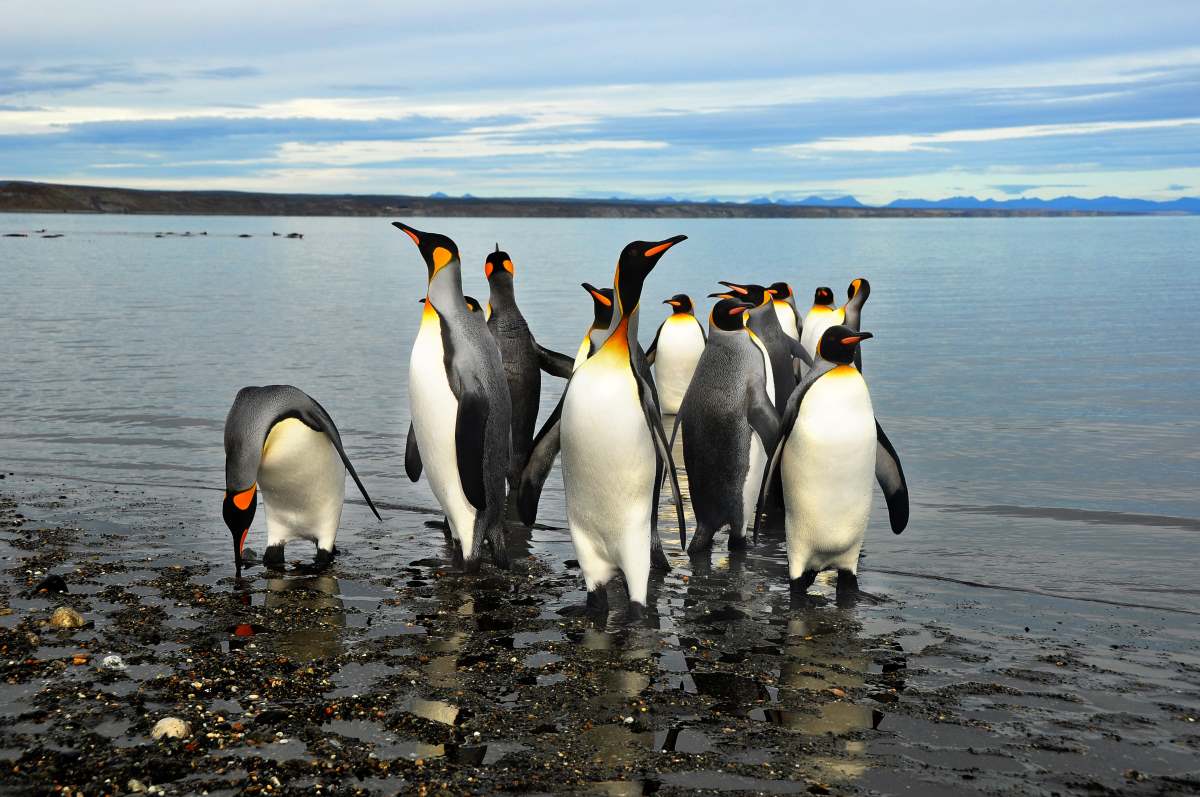 Οι "Βασιλιάδες" πιγκουΐνοι στην παραλία στο νησί της Tierra del Fuego