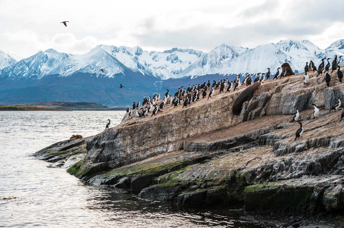  Η αποικία του θαλάσσιου λιονταριού και του βασιλιά Κορμοράνου  σε ένα νησί στο κανάλι Beagle. Tierra del Fuego, Αργεντινή - Χιλή