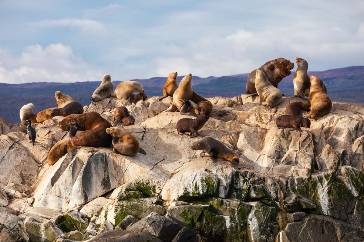 Seal Island στο κανάλι Beagle κοντά στην πόλη Ushuaia. Η Ushuaia είναι η πρωτεύουσα της Tierra del Fuego στην Αργεντινή.