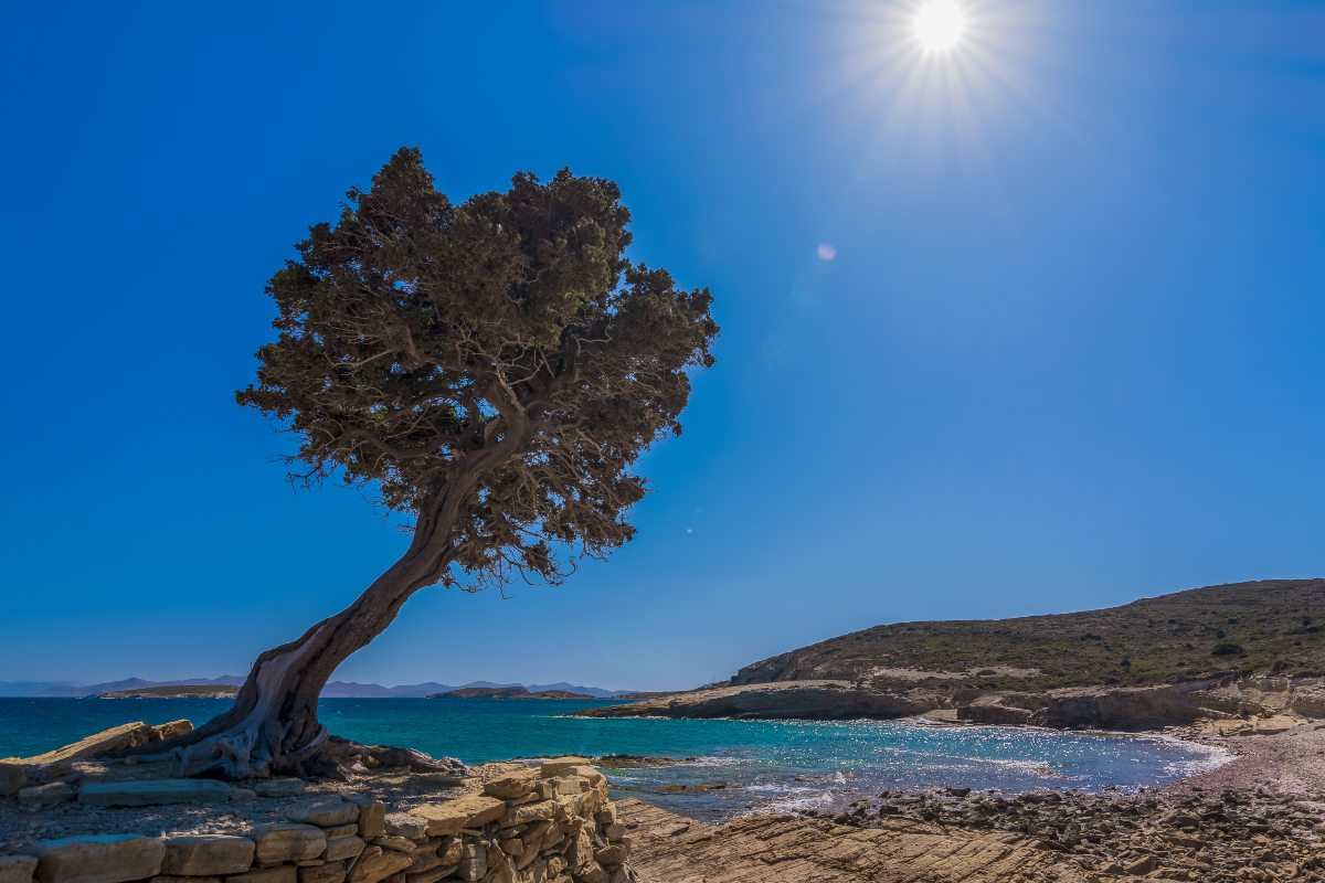 Λειψοί - δέντρο στην παραλία