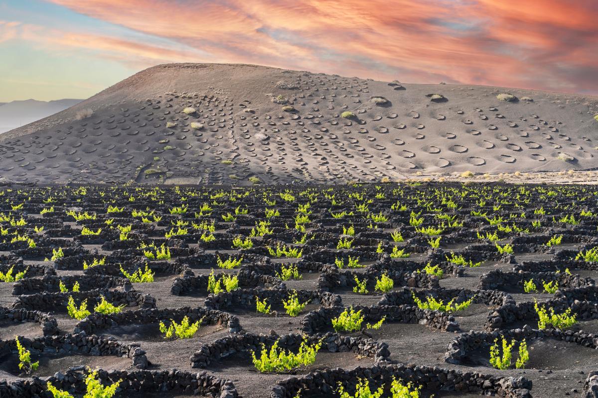 Τα πεδία λάβας στο  Lanzarote