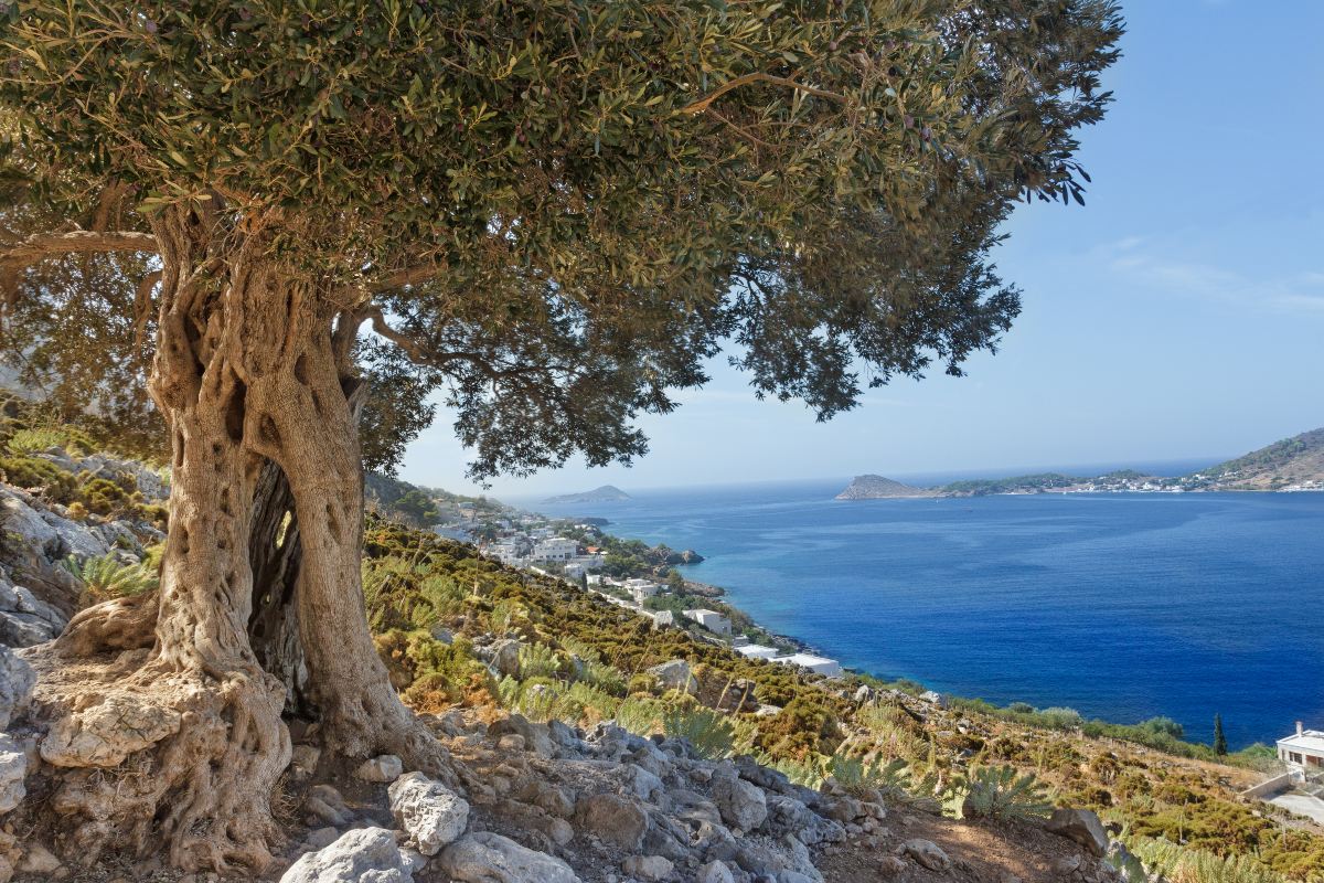 Αρχαίο δέντρο ελιάς στα ορεινά του νησιού με φόντο τη θάλασσα - Κάλυμνος