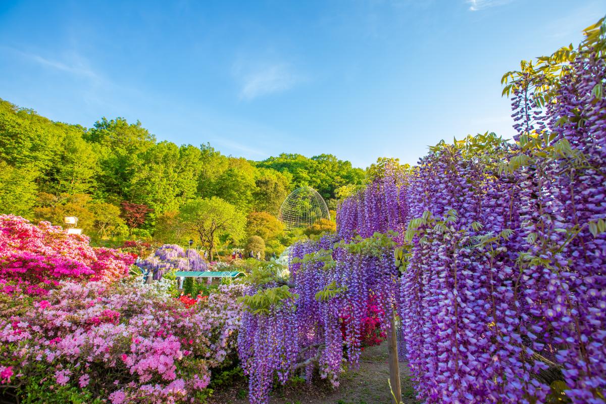 Ashikaga Flower Park, Ιαπωνία