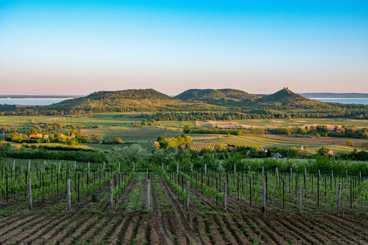 Αμπελώνες και το βουνό Badacsony με τη λίμνη Balaton στην Ουγγαρία