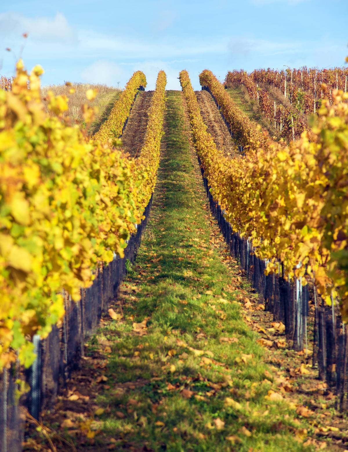 Vineyards, yellow vines, South Moravia, Czech Republic