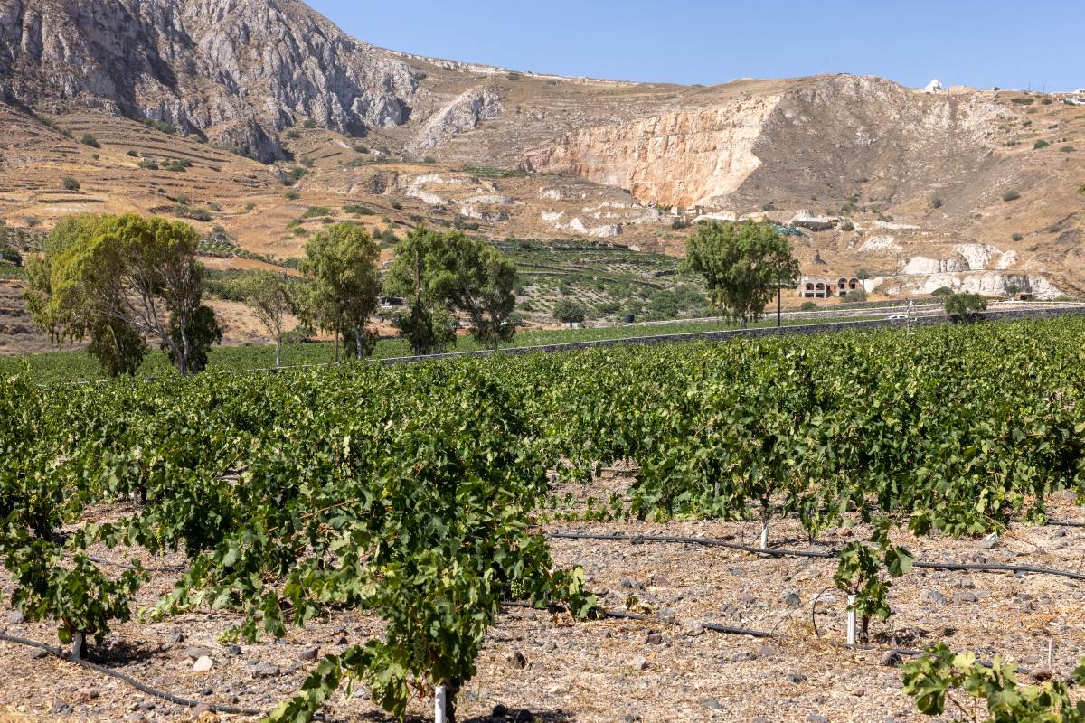 Assyrtiko - local wine grapes in a winery in Santorini