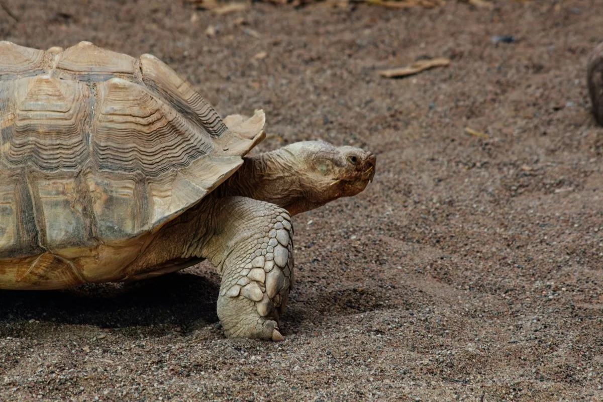 Aldabra, Seychelles