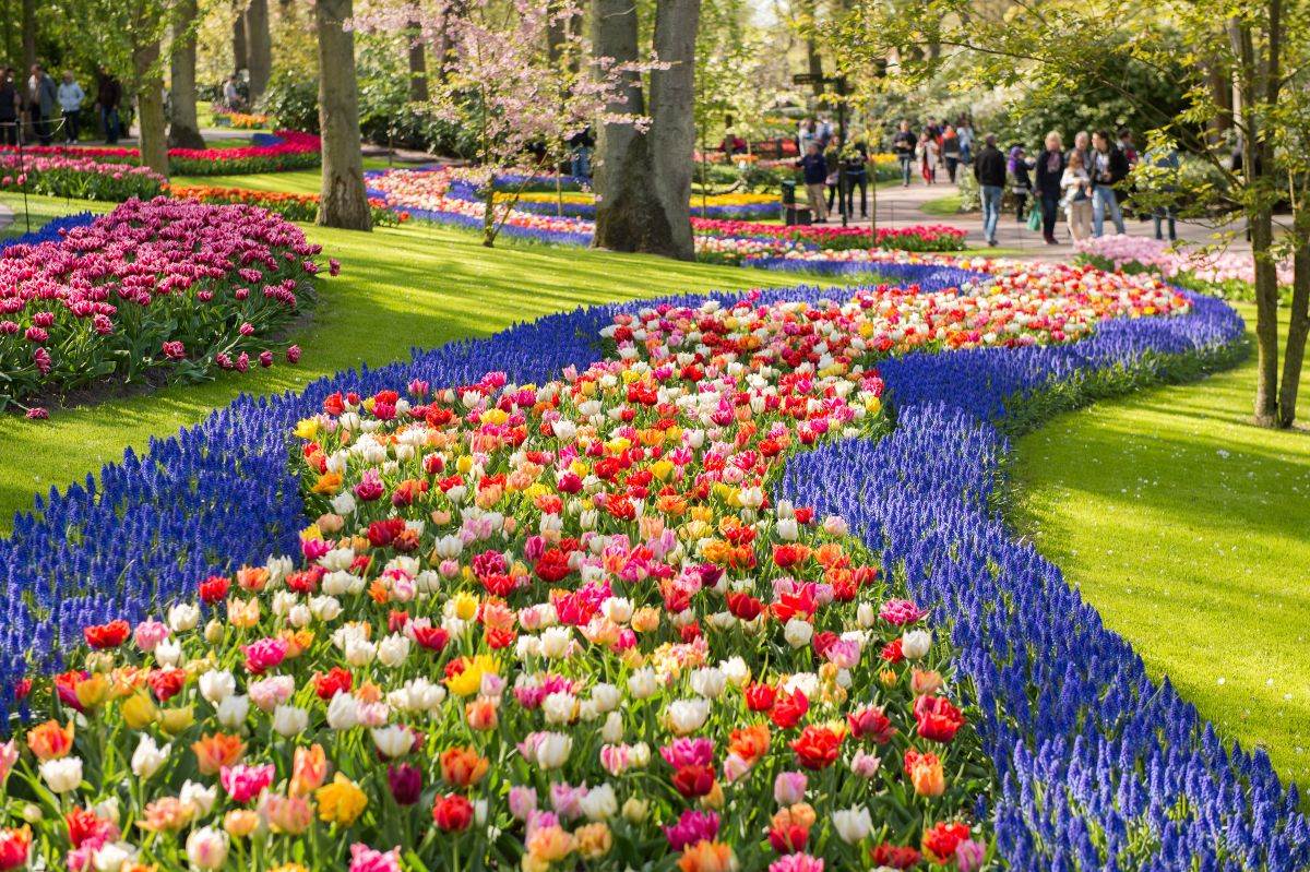 Dutch park with tulips