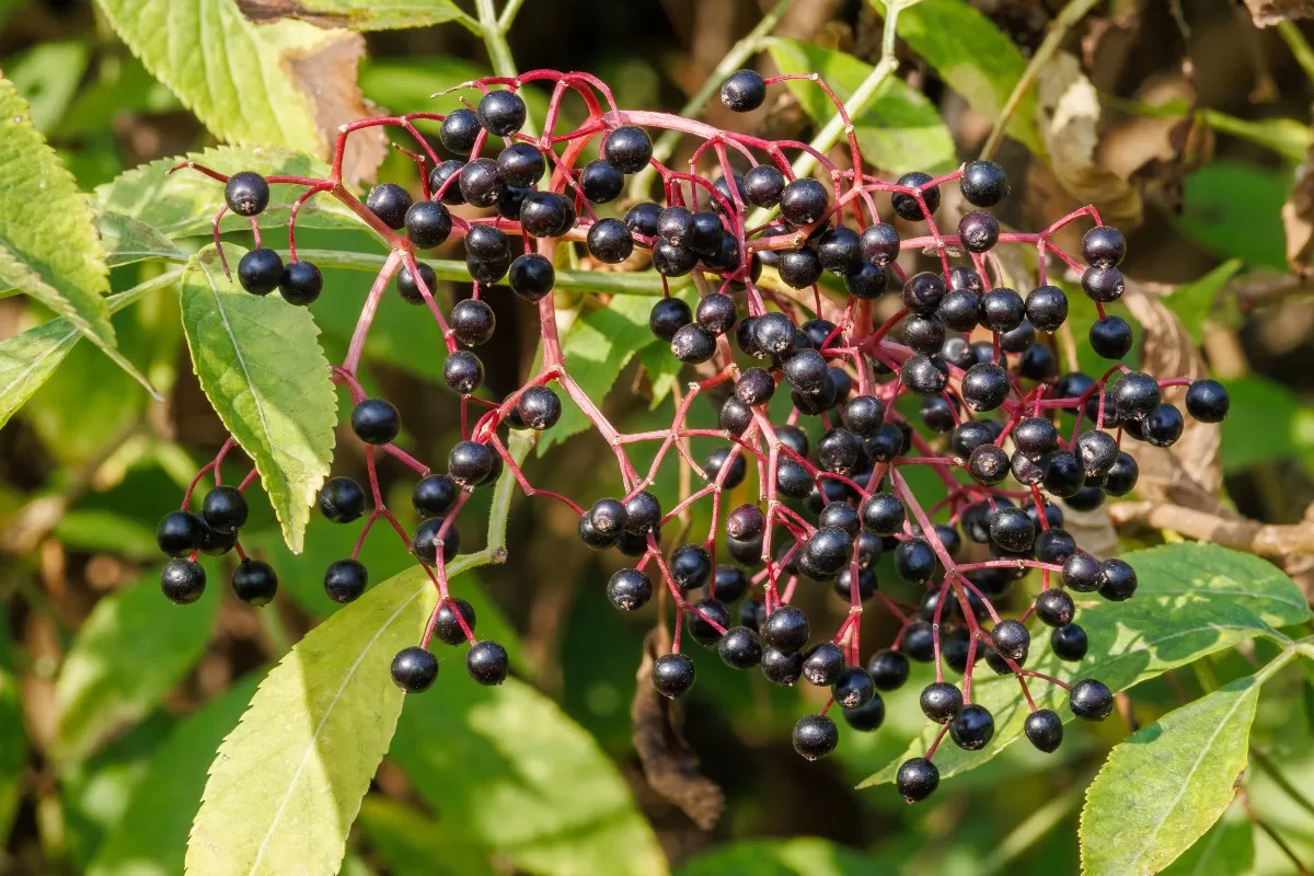 Σαμπούκοι (Elderberries)