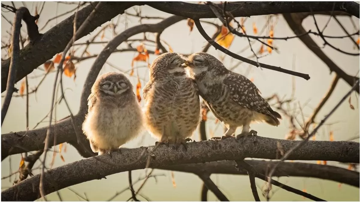 Φωτογραφίες των φιναλίστ για τα Comedy wildlife awards 2024