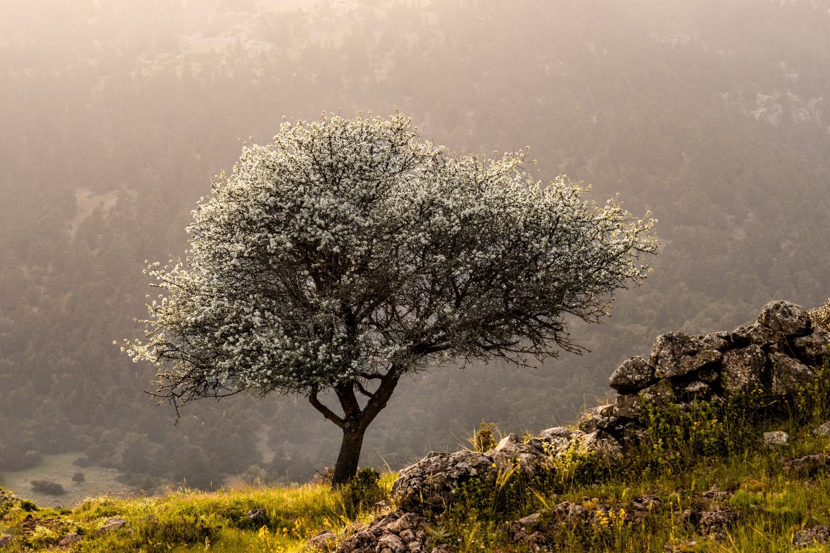 Παρνασσός την άνοιξη